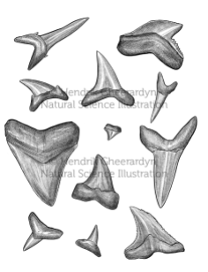 Shark teeth - for exhibition at visitor centre Duinpanne